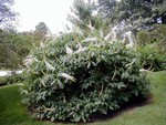 Aesculus parviflora - Strauch-Ro�kastanie, Schw�rmer-Ro�kastanie