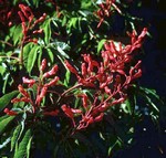 Aesculus pavia var. humilis - Rote Pavie