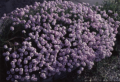 Photos Aethionema grandiflorum - 