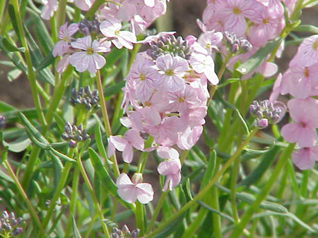 Photos Aethionema pulchellum - 
