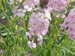 Aethionema pulchellum - Gro�bl�tiges Steint�schel