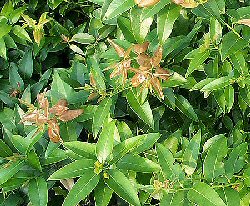 Agarista populifolia
