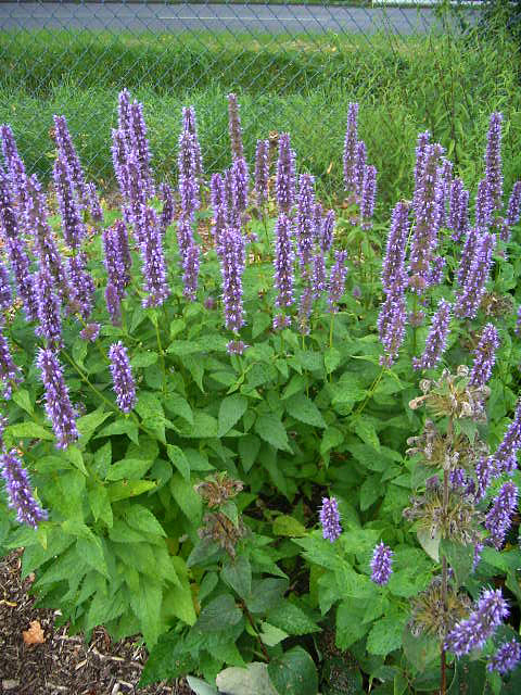 Photos Agastache rugosa x foeniculum - Giant hyssop