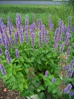 Agastache rugosa x foeniculum - Duftnessel Blue Fortune