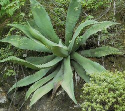 Agave marmorata