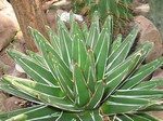 Agave fernandi regia - 