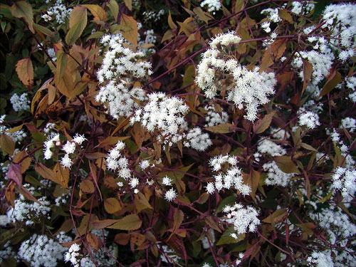 Photos Eupatorium rugosum - 
