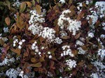 Ageratina altissima - Dost Chocolate