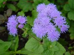 Ageratum houstonianum - Leberbalsam, Blausternchen