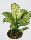 Aglaonema pictum