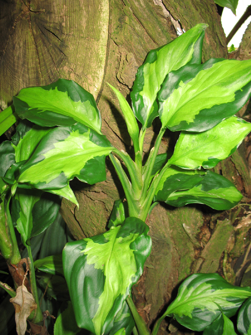Photos Aglaonema modestum - Philippine evergreen