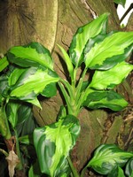 Foto Aglaonema modestum