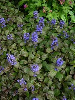 Ajuga reptans - G�nsel Atropurpurea