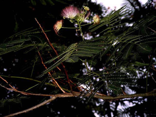 Photos Albizia julibrissin - Silk tree