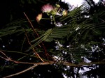 Albizia julibrissin - Seidenbaum, Seidenakazie