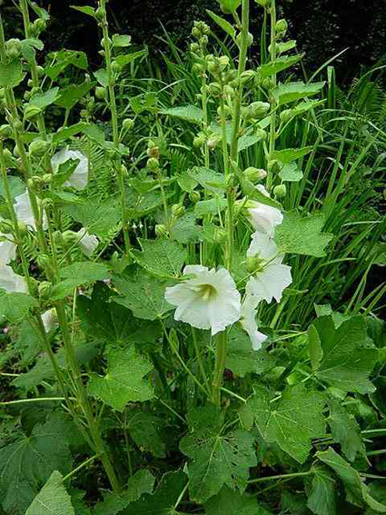 Fotos Alcea ficifolia - 