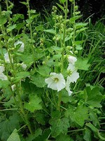 Alcea ficifolia - Feigenbl�ttrige Stockrose