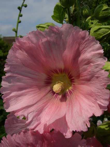 Photos Alcea rosea - Hollylock