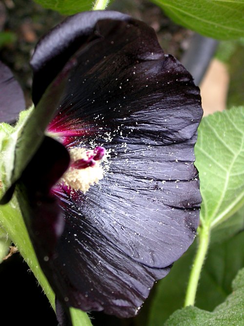 Photos Alcea rosea - Hollylock