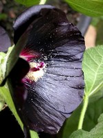 Photos Alcea rosea
