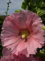 Alcea rosea - Orient-Stockrose, Stockmalve