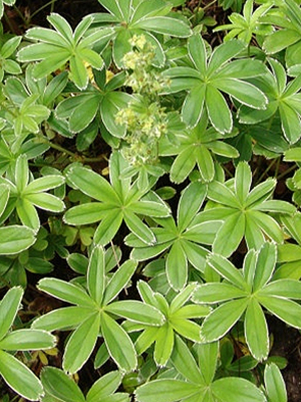 Photos Alchemilla alpina - Lady