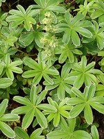 Photos Alchemilla alpina
