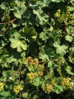 Photos Alchemilla erythropoda