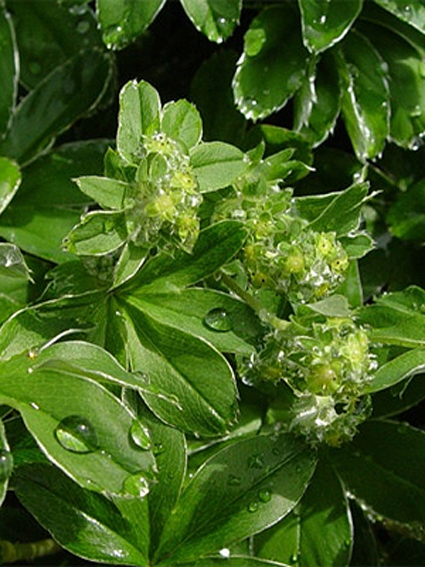 Photos Alchemilla hoppeana - Lady