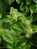 Photos Alchemilla hoppeana