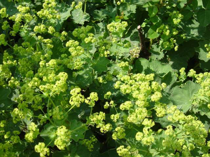 Photos Alchemilla mollis - Lady