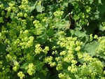 Photos Alchemilla mollis