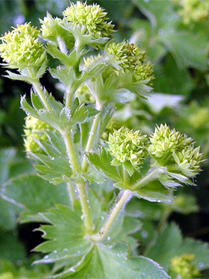 Photos Alchemilla xanthochlora - Lady