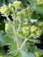 Photos Alchemilla xanthochlora - Lady