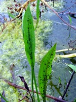 Alisma lanceolatum - Lanzenbl�ttriger Froschl�ffel
