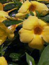 Allamanda cathartica