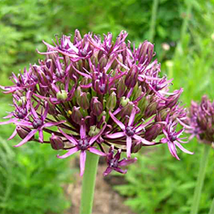 Photos Allium atropurpureum - 