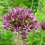 Photos Allium atropurpureum