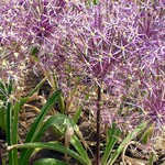 Photos Allium christophii