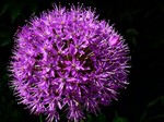 Photos Allium aflatunense