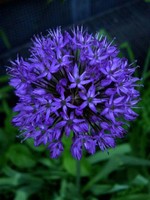 Photos Allium caeruleum
