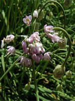Photos Allium cernuum