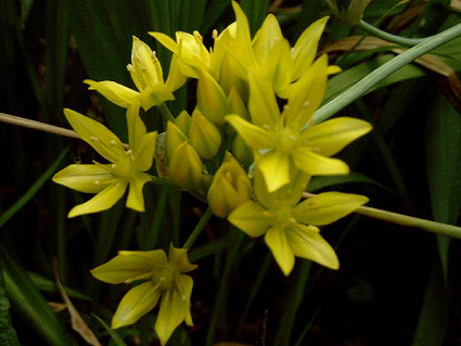 Photos Allium flavum - 