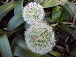 Photos Allium karataviense