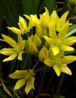 Photos Allium moly