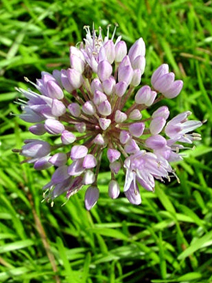 Photos Allium montanum - 