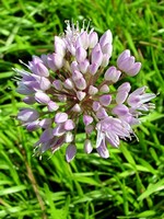 Photos Allium montanum