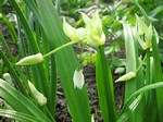 Photos Allium paradoxum var. normale