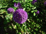 Photos Allium rosenbachianum