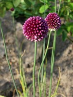 Photos Allium sphaerocephalon